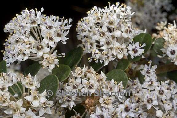 ceanothus megacarpus 1 graphic